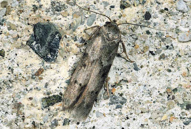 Blastobasis glandulella (Blastobasidae)